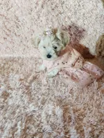Pup3, a female Maltipoo for sale in Duncan, SC – 3 of 6