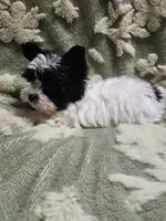 Tiny 1 , a male Yorkshire Terrier for sale in Duncan, SC – 4 of 8