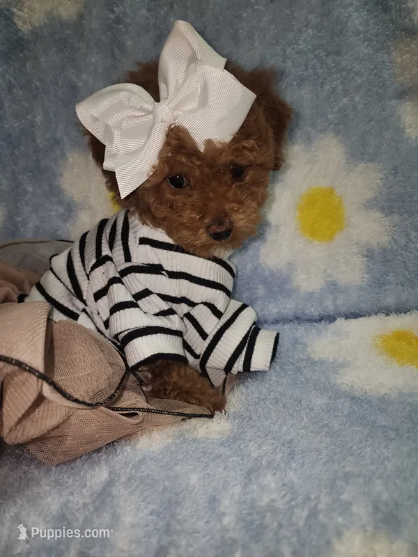 Maltipoo 1 – Maltipoo puppy for sale in Duncan, SC