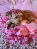 Girl 1, a female Maltipoo for sale in Duncan, SC – 6 of 7