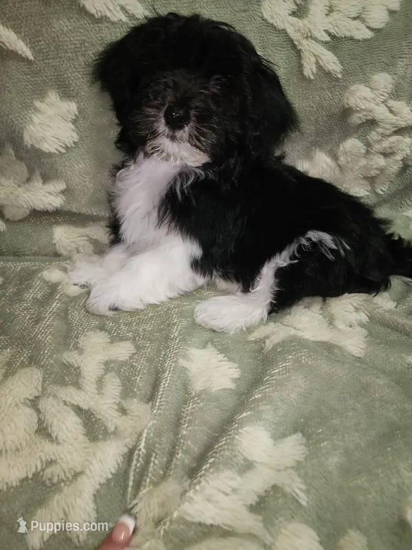 Pup1 – Maltipoo puppy for sale in Duncan, SC