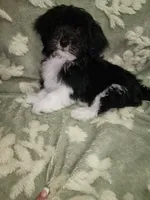 Pup1, a male Maltipoo for sale in Duncan, SC – 1 of 6