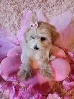 Girl 2, a female Maltipoo for sale in Duncan, SC – 5 of 7