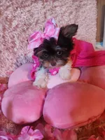 Teacup sophie, a female Yorkshire Terrier for sale in Duncan, SC – 2 of 6