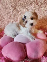 Susie, a female Morkie for sale in Duncan, SC – 2 of 5