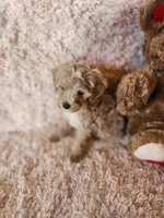 Pup 1, a male Maltipoo for sale in Duncan, SC – 6 of 6