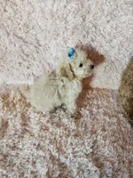 Pup4, a female Maltipoo for sale in Duncan, SC – 6 of 7