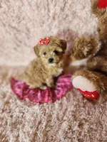 Pup 2, a female Maltipoo for sale in Duncan, SC – 4 of 5