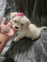 Ch1, a female Morkie for sale in Duncan, SC – 2 of 4