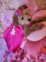 Girl 1, a female Maltipoo for sale in Duncan, SC – 3 of 7