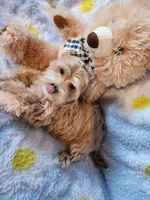 Boy 1, a male Maltipoo for sale in Duncan, SC – 2 of 7