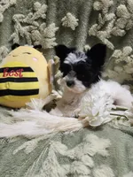 Tiny 1 , a male Yorkshire Terrier for sale in Duncan, SC – 6 of 8