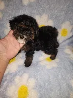 Maltipoo3, a male Maltipoo for sale in Duncan, SC – 4 of 6