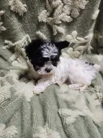 Tiny 1 , a male Yorkshire Terrier for sale in Duncan, SC – 5 of 8