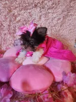 Teacup sophie, a female Yorkshire Terrier for sale in Duncan, SC – 3 of 6