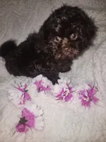 Pup2 sh, a male Shihpoo for sale in Duncan, SC – 5 of 6