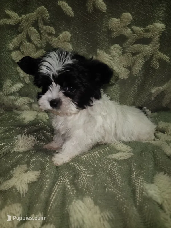 Tiny 1  – Yorkshire Terrier puppy for sale in Duncan, SC