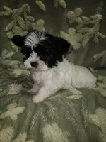 Tiny 1 , a male Yorkshire Terrier for sale in Duncan, SC – 1 of 8