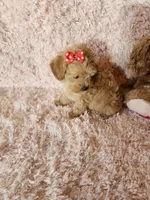 Pup 2, a female Maltipoo for sale in Duncan, SC – 2 of 5