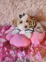 Susie, a female Morkie for sale in Duncan, SC – 3 of 5