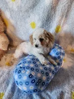 Boy , a male Maltipoo for sale in Duncan, SC – 5 of 7