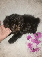 Pup2 sh, a male Shihpoo for sale in Duncan, SC – 4 of 6