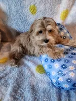 Boy 1, a male Maltipoo for sale in Duncan, SC – 6 of 7