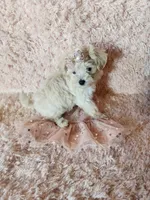 Pup3, a female Maltipoo for sale in Duncan, SC – 6 of 6