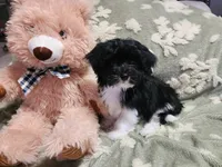 Pup1, a male Maltipoo for sale in Duncan, SC – 5 of 6
