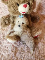 Pup4, a female Maltipoo for sale in Duncan, SC – 2 of 7