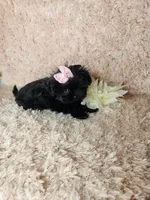 Teacup girl, a female Maltipoo for sale in Duncan, SC – Photo 2 of 4