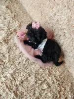 Teacup girl, a female Maltipoo for sale in Duncan, SC – Photo 3 of 4