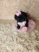 Teacup girl, a female Maltipoo for sale in Duncan, SC – Photo 1 of 4