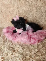 Teacup girl, a female Maltipoo for sale in Duncan, SC – Photo 4 of 4