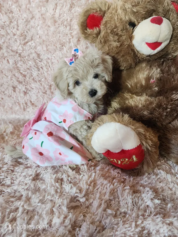 Pup5 – Maltipoo puppy for sale in Duncan, SC