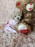 Pup5, a female Maltipoo for sale in Duncan, SC – 1 of 7