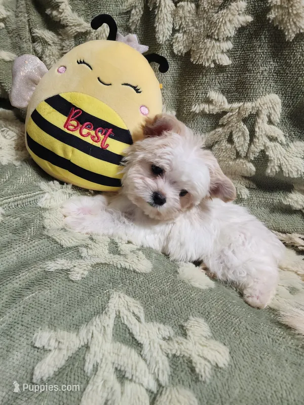Tiny 2 – Yorkshire Terrier puppy for sale in Duncan, SC