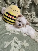 Tiny 2, a male Yorkshire Terrier for sale in Duncan, SC – 1 of 5