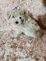 Pup5, a female Maltipoo for sale in Duncan, SC – 6 of 7