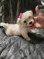 Ch1, a female Morkie for sale in Duncan, SC – 3 of 4