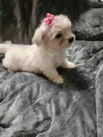 Ch1, a female Morkie for sale in Duncan, SC – 4 of 4