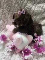 Pup 1 sh, a female Shihpoo for sale in Duncan, SC – 4 of 5