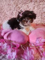 Teacup Ana, a female Yorkshire Terrier for sale in Duncan, SC – 5 of 6