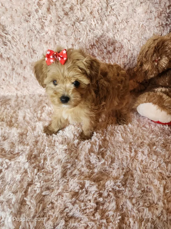 Pup 2 – Maltipoo puppy for sale in Duncan, SC