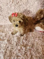 Pup 2, a female Maltipoo for sale in Duncan, SC – 1 of 5