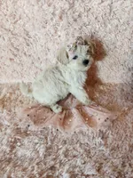 Pup3, a female Maltipoo for sale in Duncan, SC – 4 of 6