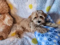 Boy 1, a male Maltipoo for sale in Duncan, SC – 3 of 7