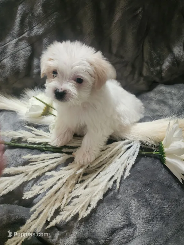 Ch3 – Morkie puppy for sale in Duncan, SC