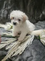 Ch3, a male Morkie for sale in Duncan, SC – 1 of 5