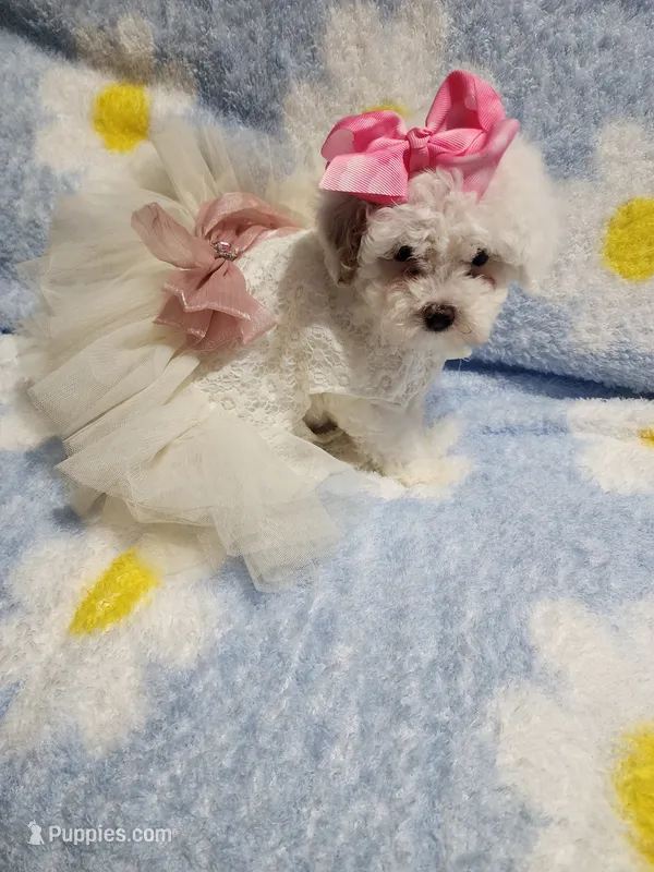 Maltipoo 2 – Maltipoo puppy for sale in Duncan, SC